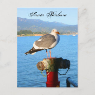 Santa Barbara Seagull Briefkaart