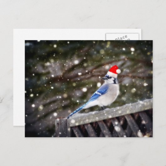 Santa Blue Jay Feestdagenkaart (Voorkant / Achterkant)