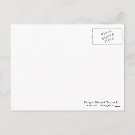 Santa Blue Jay Feestdagenkaart (Achterkant)