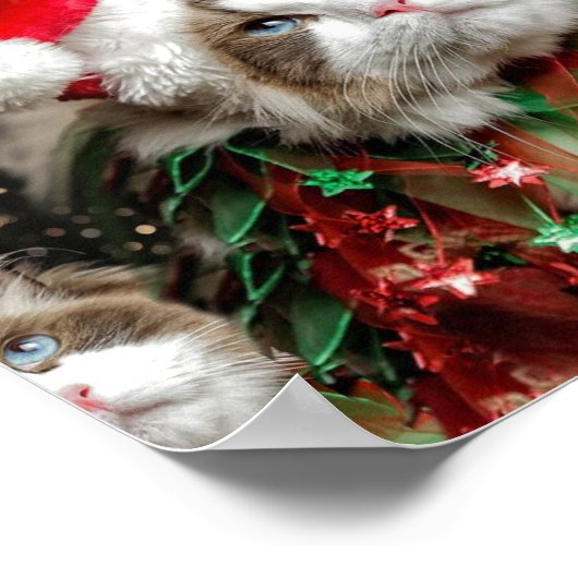 Santa Cat Poster (Hoek)