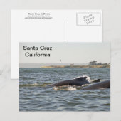 Santa Cruz, CA Humpbacks bij Lighthouse Briefkaart (Voorkant / Achterkant)
