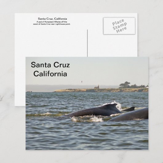 Santa Cruz, CA Humpbacks bij Lighthouse Briefkaart (Voorkant / Achterkant)