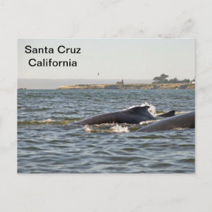 Santa Cruz, CA Humpbacks bij Lighthouse Briefkaart