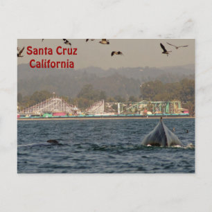 Santa Cruz, California Humpback Whale Briefkaart