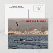 Santa Cruz, California Humpback Whale Briefkaart (Voorkant / Achterkant)