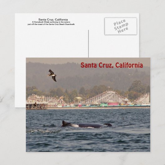 Santa Cruz, California Humpback Whale Briefkaart (Voorkant / Achterkant)