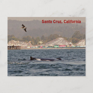 Santa Cruz, California Humpback Whale Briefkaart