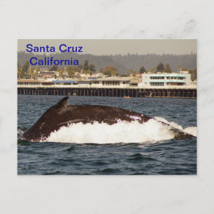 Santa Cruz, Californië Humpback Whale Briefkaart