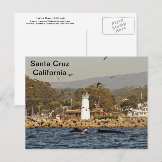 Santa Cruz, Californië Humpback Whales Briefkaart (Voorkant / Achterkant)