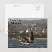 Santa Cruz, Californië Humpback Whales Briefkaart (Voorkant / Achterkant)