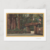 Santa Cruz County, CA Intrance to Big Trees Park Briefkaart (Voorkant)