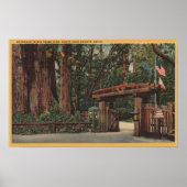 Santa Cruz County, CA Intrance to Big Trees Park Poster (Voorkant)