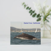 Santa Cruz Humpback Whale Briefkaart (Staand voorkant)
