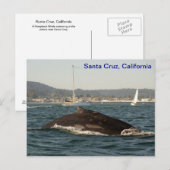 Santa Cruz Humpback Whale Briefkaart (Voorkant / Achterkant)