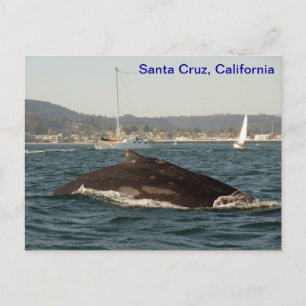 Santa Cruz Humpback Whale Briefkaart