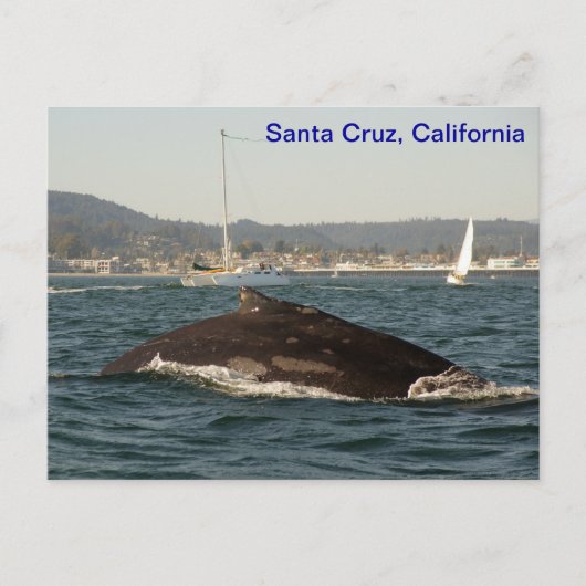 Santa Cruz Humpback Whale Briefkaart (Voorkant)