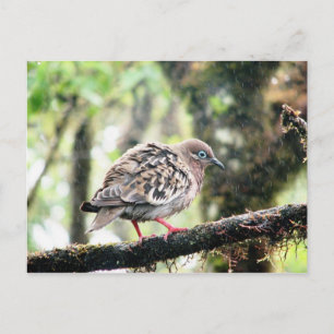 Santa Cruz Island, Galapagos, vogel in de regen Briefkaart