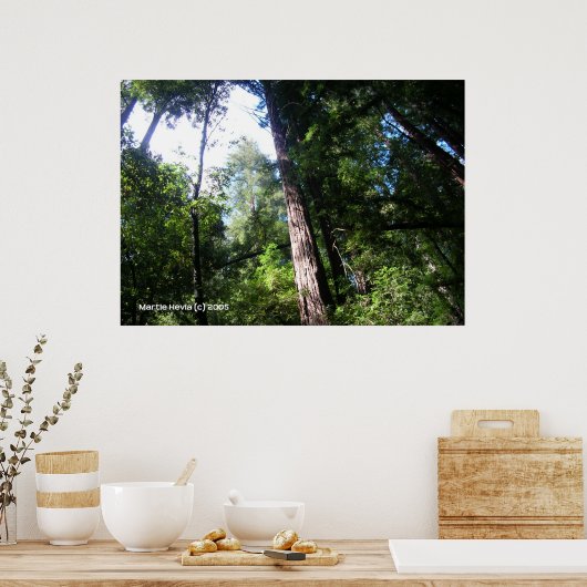 Santa Cruz Redwoods Poster (Keuken)