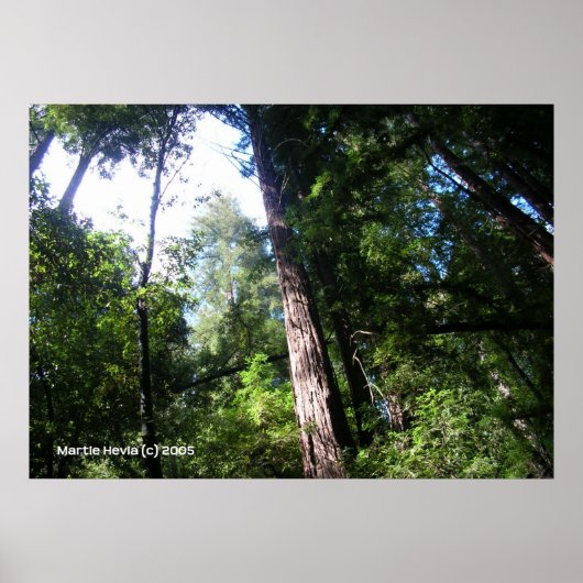 Santa Cruz Redwoods Poster (Voorkant)