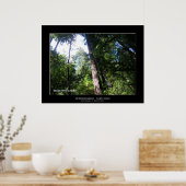 "Santa Cruz Redwoods" Poster (Keuken)