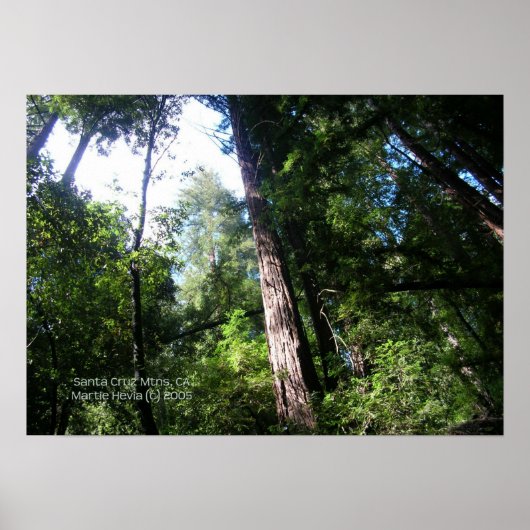 Santa Cruz Redwoods Print - Selecteer uw Lijst (Voorkant)