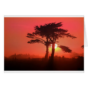 Santa Cruz Sahara