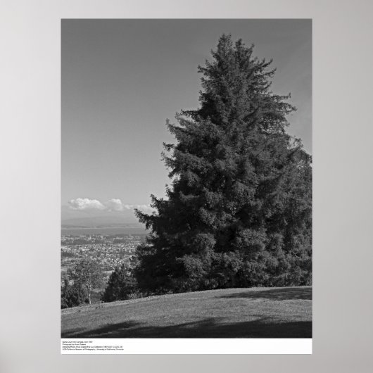 Santa Cruz uit Campus, april 1967 Poster (Voorkant)