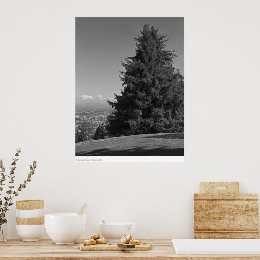 Santa Cruz uit Campus, april 1967 Poster (Keuken)