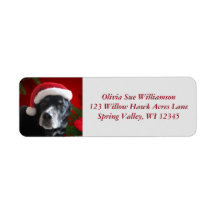 Santa Dog-Lab/Rott Mix met Pointsettia