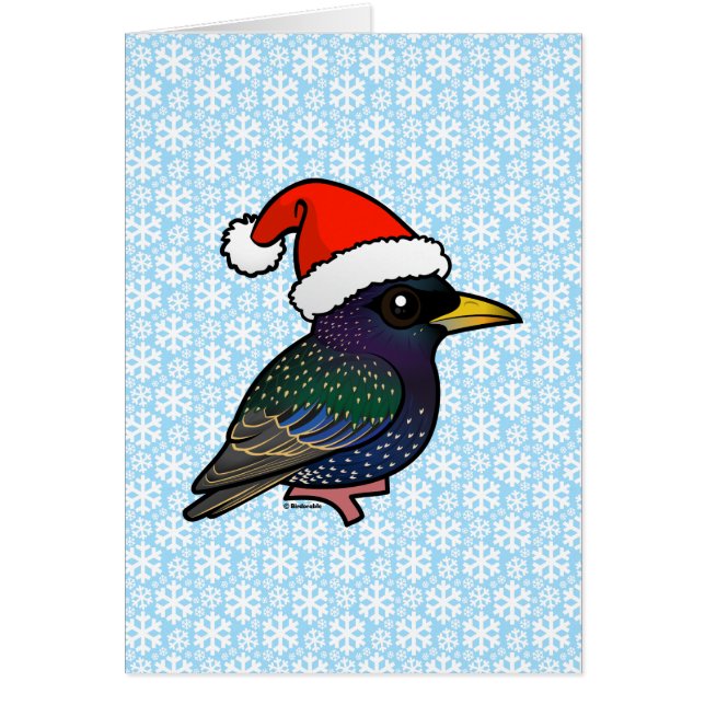 Santa European Starling (Voorkant)