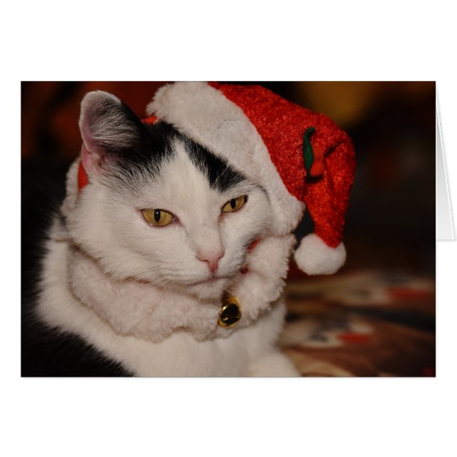 Santa Kat | Zwarte en witte kat (Voorkant Horizontaal)
