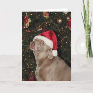 Santa Paws - Een kerstfeestdag van Weimaraner Dog Feestdagen Kaart