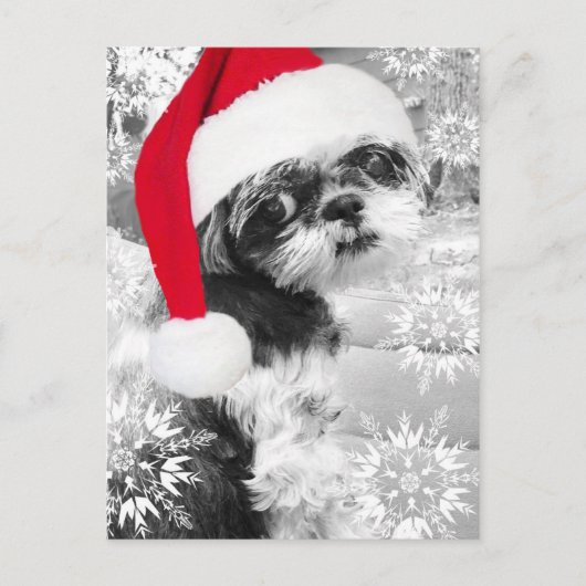 Santa Shih Tzu Girl Briefkaart (Voorkant)