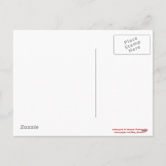 Santa Squirrel Merry Christmas Briefkaart (Achterkant)