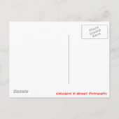 Santa's Little Helper Chipmunk Feestdagenkaart (Achterkant)