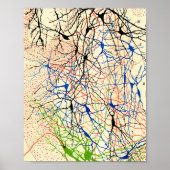 Santiago Ramón Y Cajal Nerve Cells Poster (Voorkant)