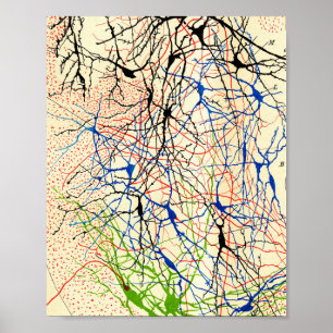 Santiago Ramón Y Cajal Nerve Cells Poster
