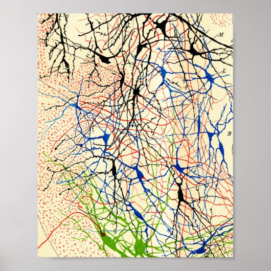 Santiago Ramón Y Cajal Nerve Cells Poster (Voorkant)