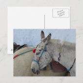 Santorini Donkey Briefkaart (Voorkant / Achterkant)