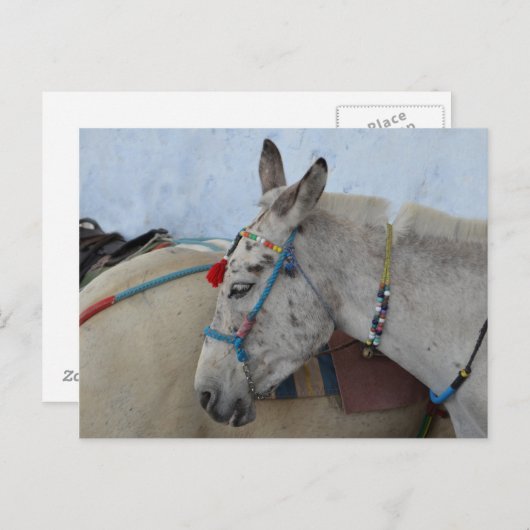 Santorini Donkey Briefkaart (Voorkant / Achterkant)