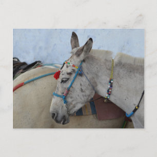 Santorini Donkey Briefkaart