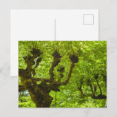 Sao Miguel-eiland Briefkaart (Voorkant / Achterkant)