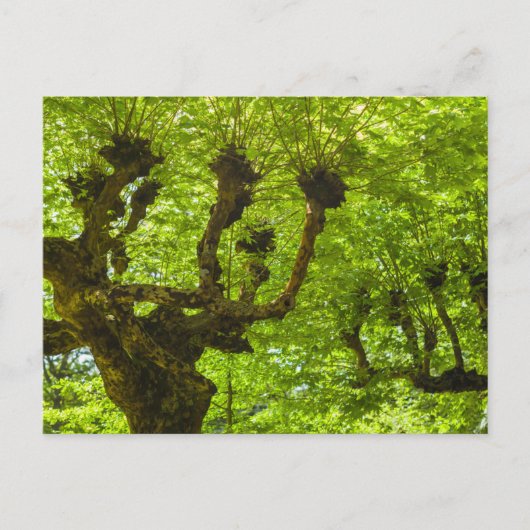 Sao Miguel-eiland Briefkaart (Voorkant)