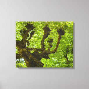 Sao Miguel-eiland Canvas Afdruk