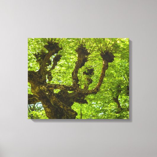 Sao Miguel-eiland Canvas Afdruk (Voorkant)