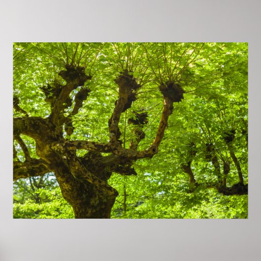 Sao Miguel-eiland Poster (Voorkant)