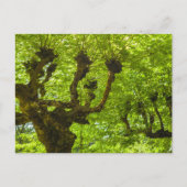 Sao Miguel Island Briefkaart (Voorkant)