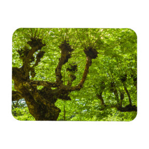 Sao Miguel Island Magneet