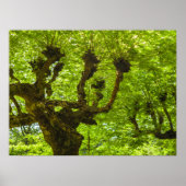 Sao Miguel Island Poster (Voorkant)