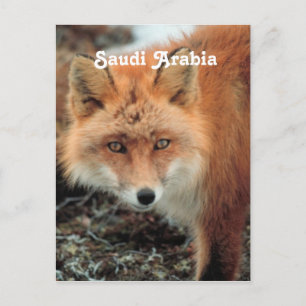 Saoedi-Arabische Fox Briefkaart